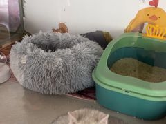 -糯米喵星人总部直营旗舰店·猫舍·幼猫出售