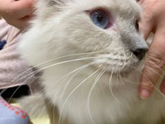 -1013 PET SHOP精品宠物商店(丁香店)
