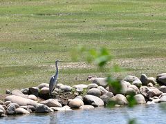 -北京麋鹿生态实验中心
