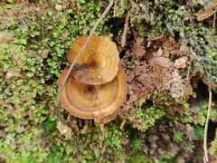 -素山寺森林公园