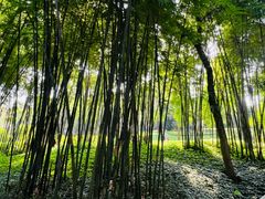 -云溪植物园