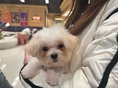 -帕帕拉兹宠物(亚洲旗舰店)