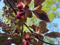 -黄海国家森林公园