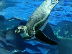 -太平洋海底世界