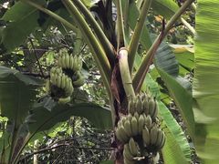 -西双版纳融创皇冠假日度假酒店