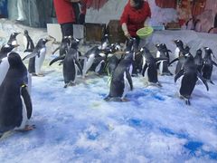 -芜湖新华联大白鲸海洋公园