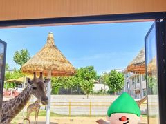 -西霞口神雕山野生动物世界