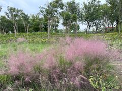 -春花秋色城市公园