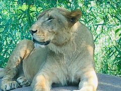 -北京野生动物园