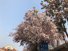 -桃花堤公园