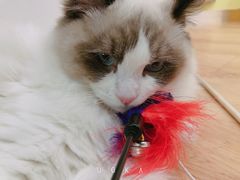 -猫冇咖·家门口的撸猫馆(大融城店)