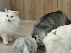-瞄一喵猫咖(格力海岸店)