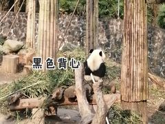 -都江堰中华大熊猫苑