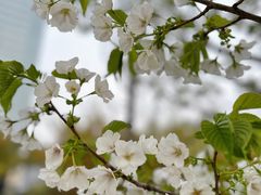 -新虹桥中心大厦