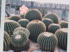 -深圳仙湖植物园