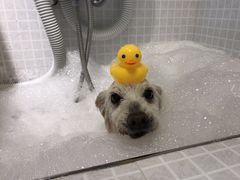 -PETKIT 小佩宠物·低压洗护·美容·寄养(安远店)