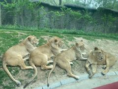 -北京野生动物园