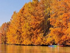 -上海海湾国家森林公园