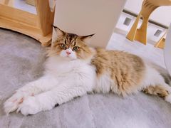 -More Fun猫咖 二十只万元加菲主题