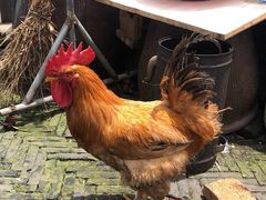 -观桥阁(锦溪店)