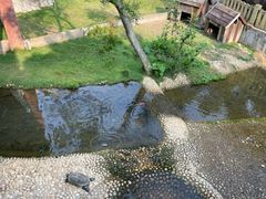 -广东惠东海龟国家级自然保护区