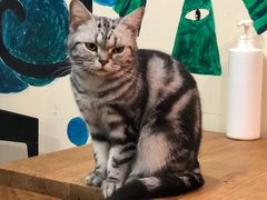 -李小姐の猫咖啡馆(五角场店)