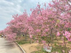 -天适樱花悠乐园
