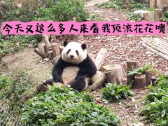 -成都大熊猫繁育研究基地