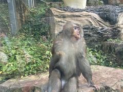 -黔灵山公园