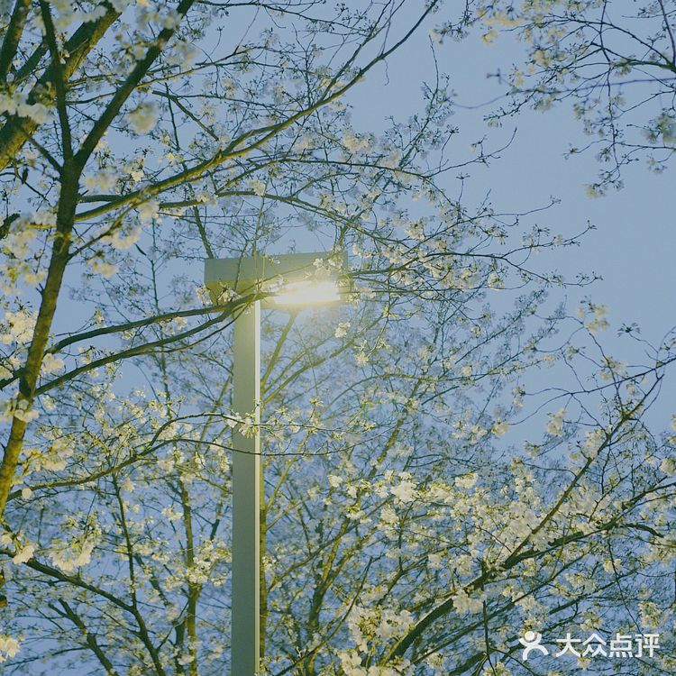 杭州樱花🌸这里晚上拍樱花！太梦幻了吧！