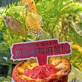 嘉华新品福袋盲盒爱好者怎么能错过