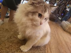 -more than meow吴止猫主题餐厅(承德 中船汇店)