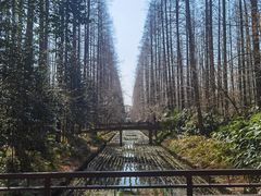 -东平国家森林公园
