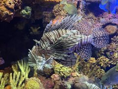 -上海海洋水族馆