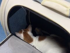 -创凡宠物医院·骨专科  猫科中心(西乡分院)