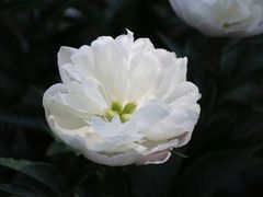 -扬州芍药园(仪征市)