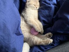-唐小姐の猫狗洗护·购宠旗舰店(周浦万达店)