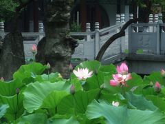 -莲湖公园