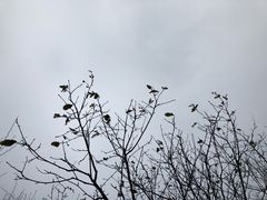 -贾五油糊馅