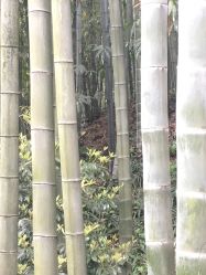 -金板寸