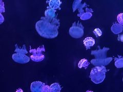 -欢乐海岸海洋奇梦馆