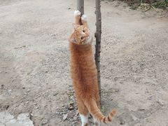 -宠物寄养训练学校