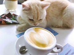 -喵的天空名猫咖啡馆·撸猫·猫舍·用品