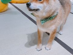 -逗柴咖啡屋·狗咖猫咖宠物桌游