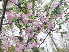 -顾村公园