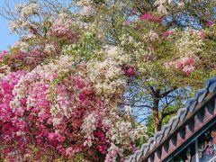 -深圳国际园林花卉博览园