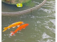 -碧江金楼