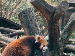 -云南野生动物园