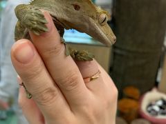 -藦茜花园宠物主题亲子互动体验馆(国顺东路店)