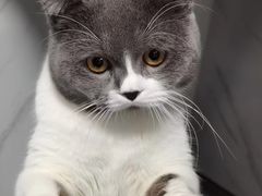 -瑞派·关忠动物医院·猫专科·犬专科(三环新城店)